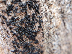 Hysterium angustatum