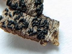 Hysterium angustatum