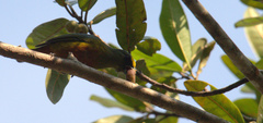 Euphonia gouldi