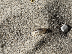 Alloniscus perconvexus