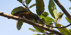 Euphonia gouldi