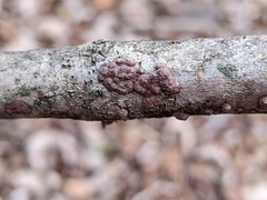 Hypoxylon perforatum