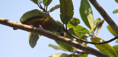 Euphonia gouldi