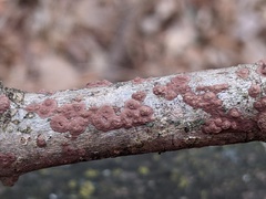 Hypoxylon perforatum