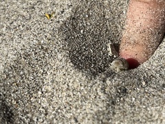 Alloniscus perconvexus