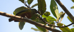 Euphonia gouldi