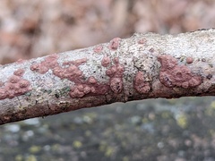 Hypoxylon perforatum