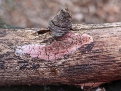 Ceriporia purpurea