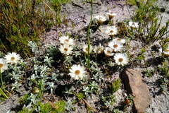 Helichrysum stoloniferum