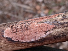 Ceriporia purpurea