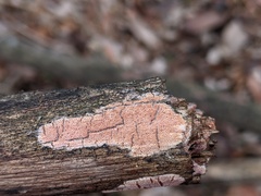 Ceriporia purpurea