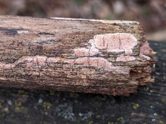 Ceriporia purpurea