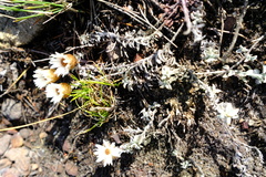 Helichrysum stoloniferum