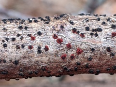 Pseudocosmospora eutypellae