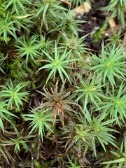 Polytrichum pallidisetum