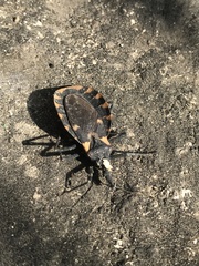 Triatoma infestans