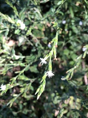 Pseudelephantopus spicatus
