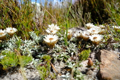 Helichrysum stoloniferum