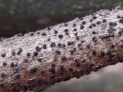 Pseudocosmospora eutypellae