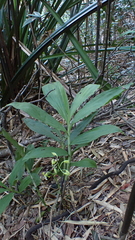 Cephalantheropsis obcordata