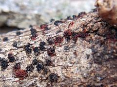 Pseudocosmospora eutypellae