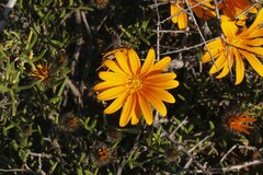 Gorteria integrifolia