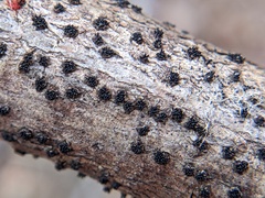 Pseudocosmospora eutypellae