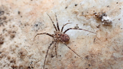 Hersiliola