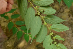 Trema cannabina