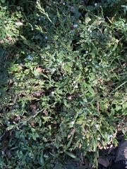 Pseudelephantopus spicatus