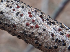 Pseudocosmospora eutypellae