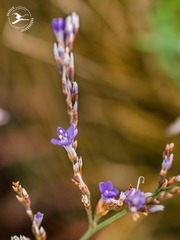 Limonium carolinianum
