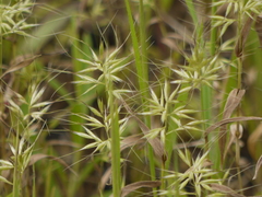 Jansenella griffithiana