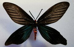 Histia flabellicornis