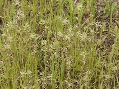 Jansenella griffithiana