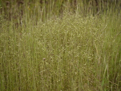 Jansenella griffithiana