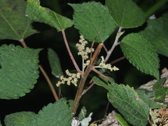 Boehmeria nivea