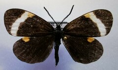 Pidorus albifascia
