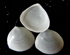 Abra aequalis