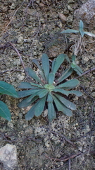 Lysimachia alpestris