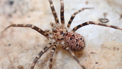 Hersiliola