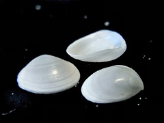 Abra aequalis