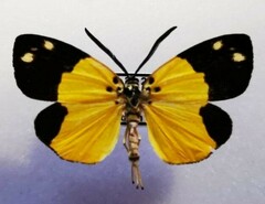 Barbaroscia amabilis