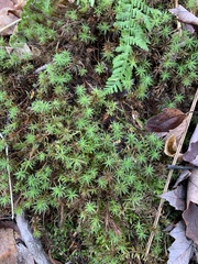 Polytrichum pallidisetum