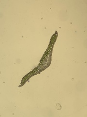 Polytrichum pallidisetum