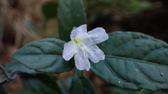 Strobilanthes tetrasperma