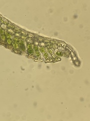 Polytrichum pallidisetum