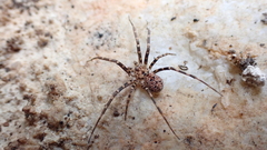 Hersiliola