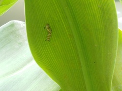 Danaus