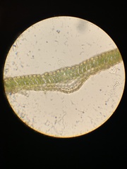 Polytrichum pallidisetum